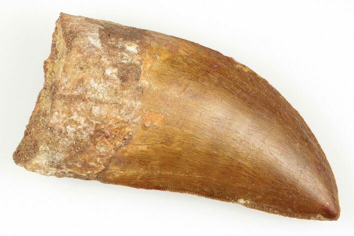 Serrated, Carcharodontosaurus Tooth - Morocco #192869